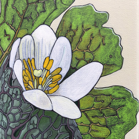 Detail of painted Bloodroot flower and leaves by Frances Coates