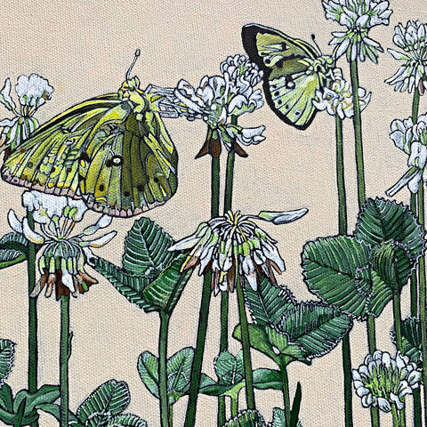 Detail of Painting of clouded supher butterflies on clover blossoms against a white background by Frances Coates - Cottage Curator - Sperryville VA Art Gallery