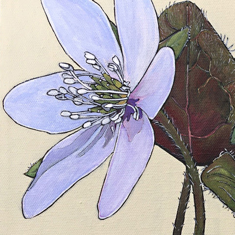Detail of light purple hepatica flower with leaves and stem on ivory background painted by Frances Coates at Cottage Curator - Sperryville VA Art Gallery