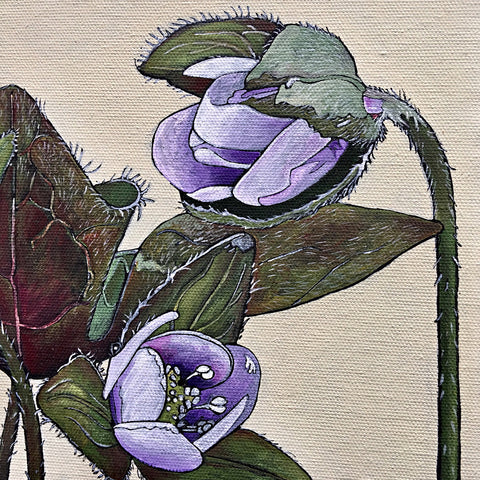 Detail of painted partially-open light purple hepatica flowers with leaves and stems by Frances Coates 