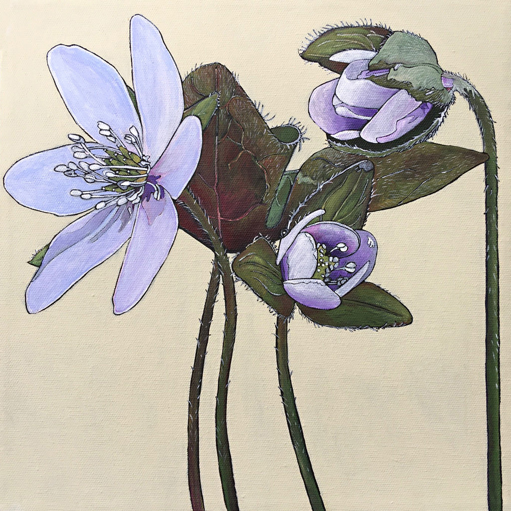 Painted light purple hepatica flowers with leaves and stems by Frances Coates at Cottage Curator - Sperryville VA Art Gallery