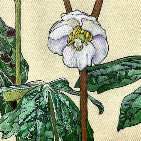 Detail of botanical painting with mayapple stages and box turtle by Frances Coates - Painting of pinxter azalea stages on white background by Frances Coates at Cottage Curator - Sperryville VA Art Gallery