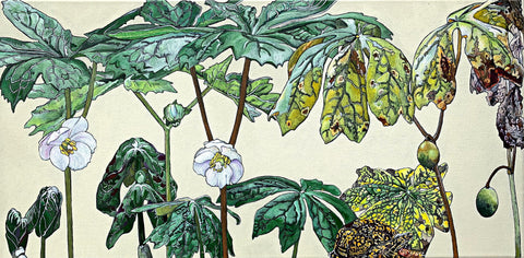 Botanical painting with mayapple stages and box turtle by Frances Coates - Painting of pinxter azalea stages on white background by Frances Coates at Cottage Curator - Sperryville VA Art Gallery