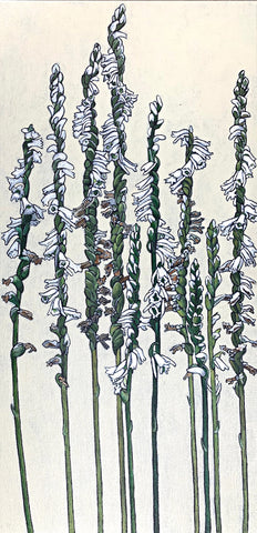 Acrylic painting of bunches of slender lady's tresses against off white background by Frances Coates at Cottage Curator - Sperryville VA Art Gallery