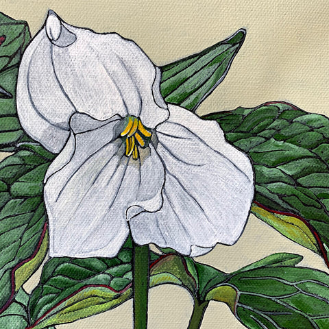 Detail of painting with white trillium flower and luscious green leaves against a cream background by Frances Coates at Cottage Curator - Sperryville VA Art Gallery