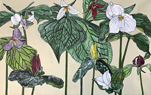 Painting of trillium plants with pink and white flowers and luscious green leaves against a cream background by Frances Coates at Cottage Curator - Sperryville VA Art Gallery