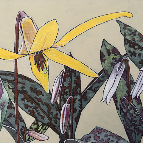 Trout Lily Stages