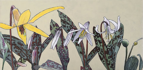Trout Lily Stages