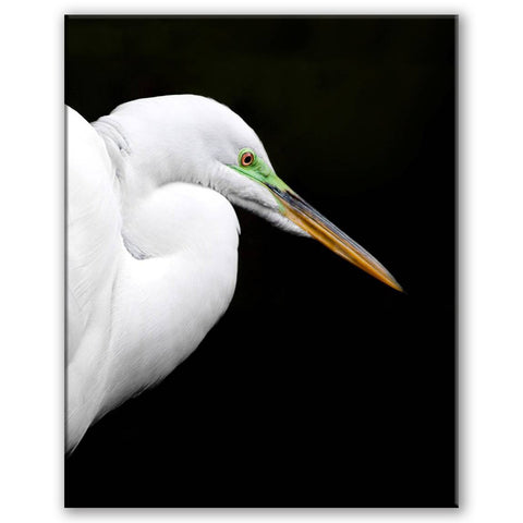 Vertical photograph of Great Egret against black background by Jackie Bailey Labovitz