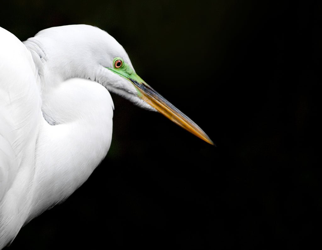 Horizontal photograph of Great Egret against black background by Jackie Bailey Labovitz
