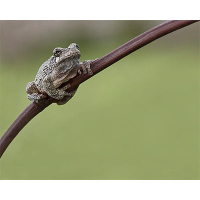 Gray Tree Frog (Horizontal)