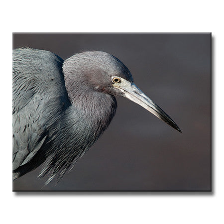 Horizontal photograph of blue heron against a gray background by Jackie Bailey Labovitz