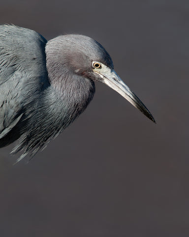 Vertical photograph of blue heron against a gray background by Jackie Bailey Labovitz