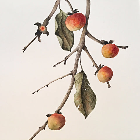 Detail of a watercolor painting of a branch with leaves and persimmons by Vicki Malone at Cottage Curator art gallery