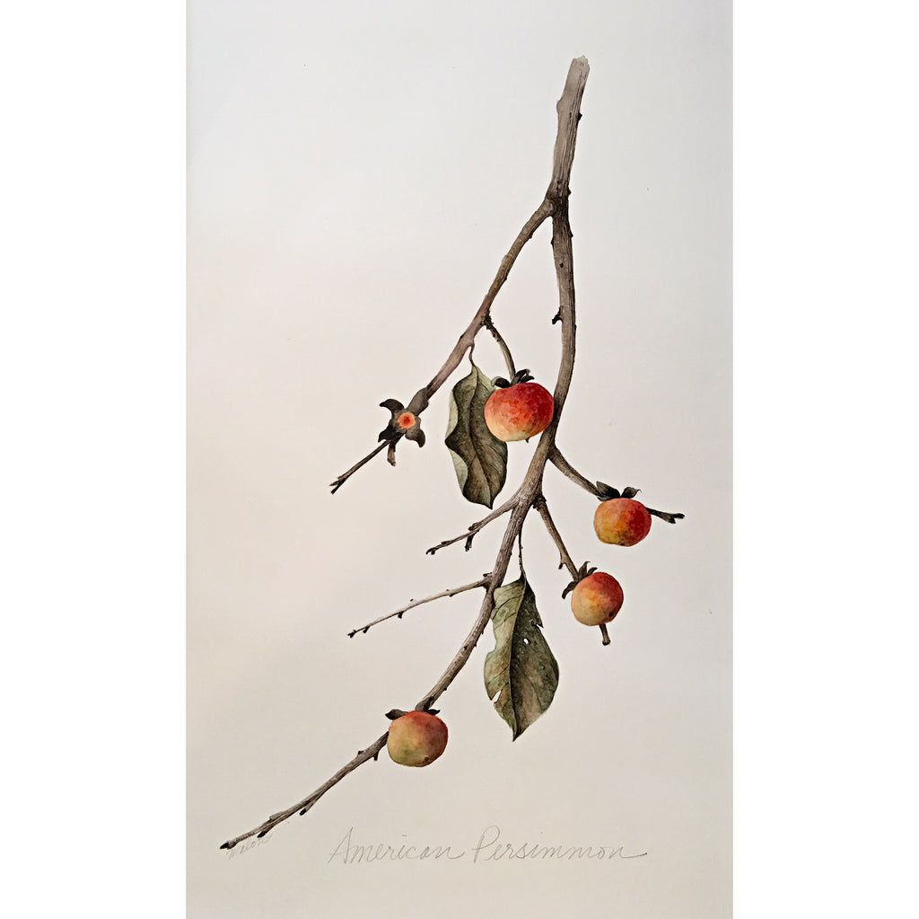 Watercolor painting of a branch with leaves and persimmons by Vicki Malone at Cottage Curator art gallery