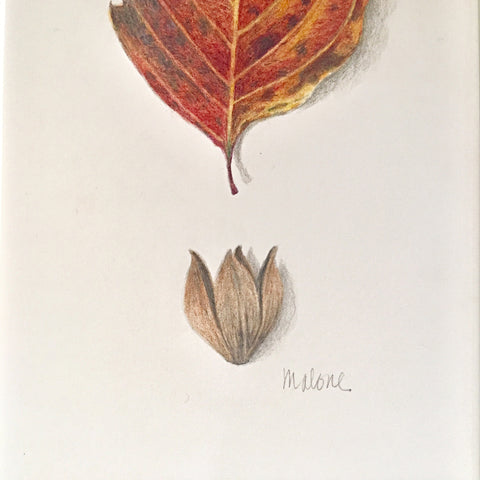 Detail of drawing of an orange and red autumn leaf by Vicki Malone at Cottage Curator art gallery 