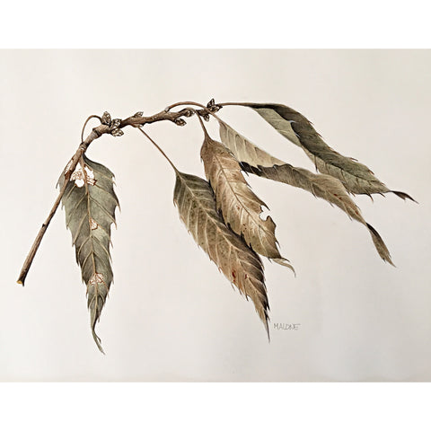 Watercolor painting of a dried branch with leaves by Vicki Malone at Cottage Curator art gallery
