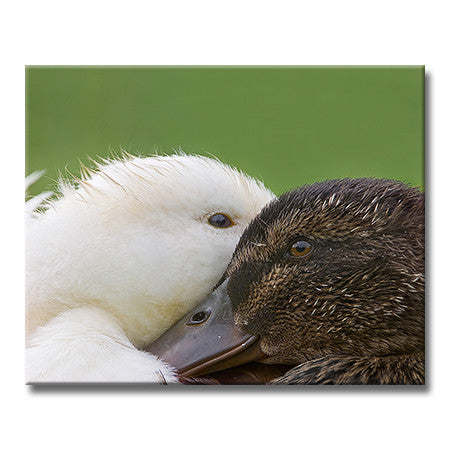 Pekin & Mallard Ducks
