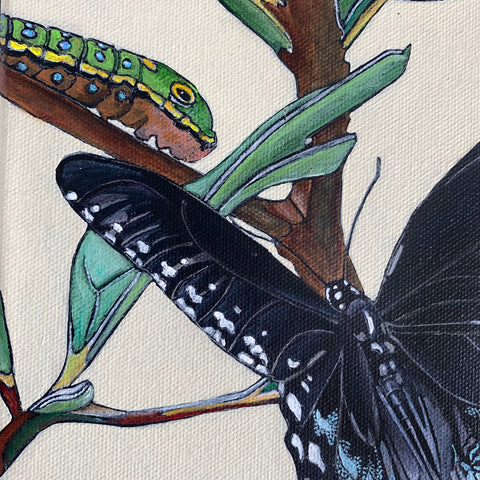 Detail of Painting of spicebush swallowtail butterfly on a branch with leaves with several caterpillars by Frances Coates - Cottage Curator - Sperryville VA Art Gallery