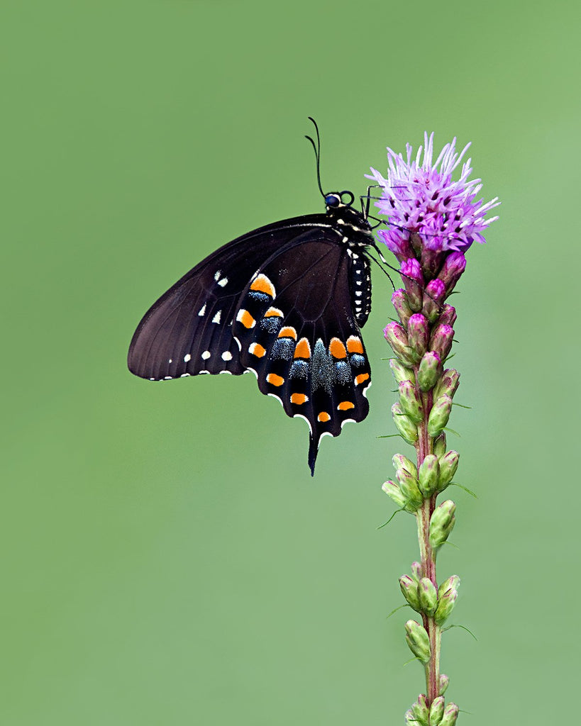 Photograph of spicebush swallowtail butterfly on a flowering plant against a green background by Jackie Bailey Labovitz at Cottage Curator