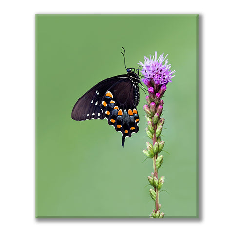 Spicebush Swallowtail (Vertical)